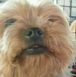 Meet your Posher, Casey